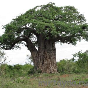 baobab