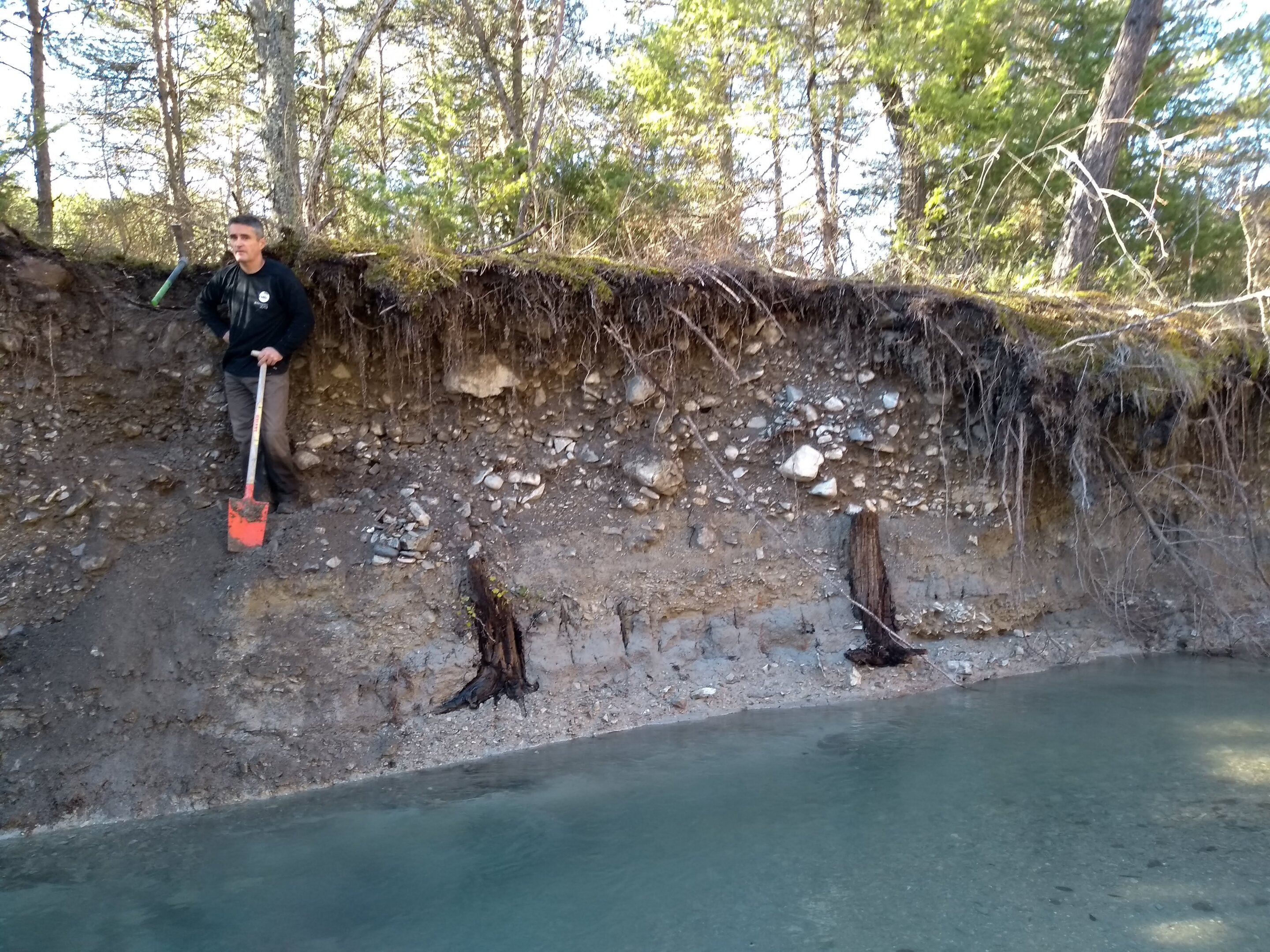 Subfossil trees